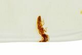 Polished Colombian Copal ( g) - Contains Termite! #326744-1